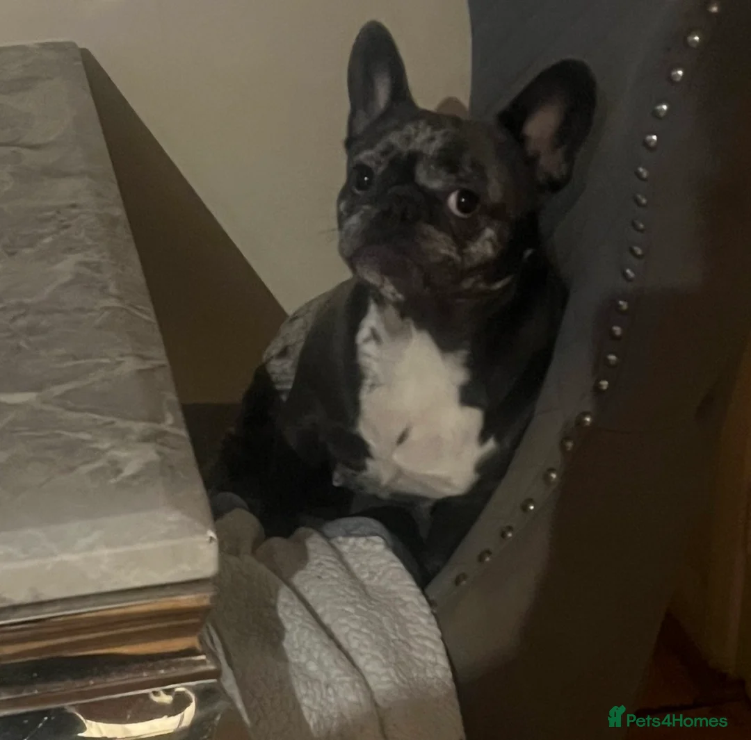 French Bulldog dogs for sale: New home needed for the beautiful Luna  - Advert 2