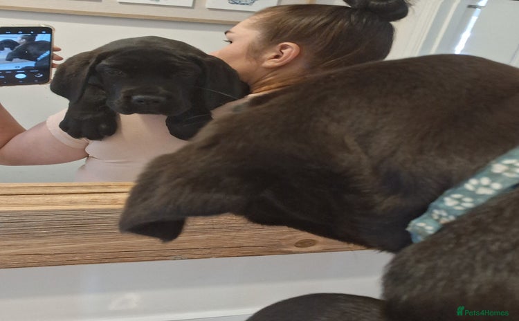 Cane Corso dogs - Advert 4