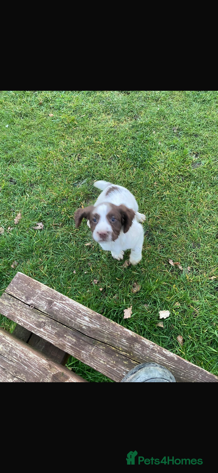 English Springer Spaniel dogs Springer spaniel pups* 1boy   left - Advert 4
