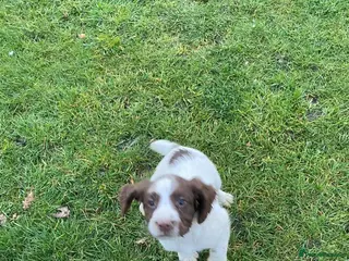 English Springer Spaniel dogs Springer spaniel pups* 1boy left - Advert 4