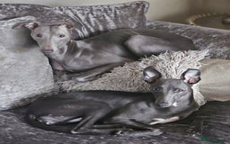 Whippet dogs for sale: KC Registered Blue Laguna Whippets - Image 16