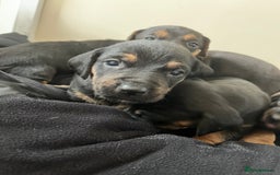 Mixed Breed dogs for sale: 7 Dachshund x jack russel puppies  - Image 6