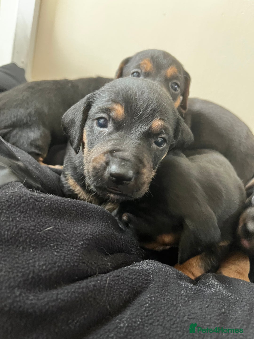 Mixed Breed dogs for sale: 7 Dachshund x jack russel puppies  - Image 6