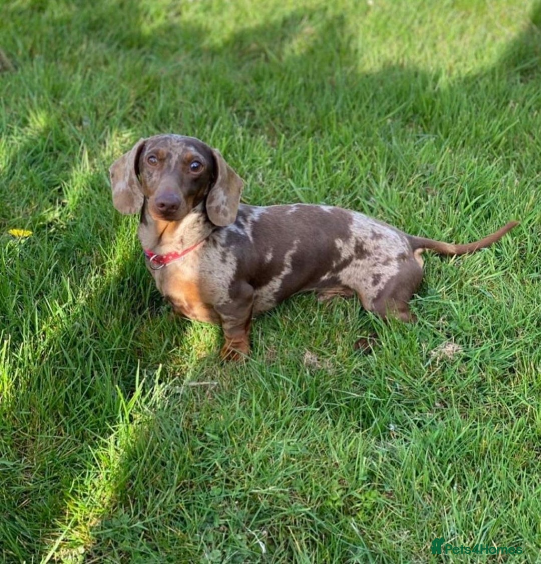 Miniature Dachshund dogs for sale: Stunning Miniature Dachshund Puppies-KC Registered - Advert 15