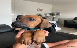 Rhodesian Ridgeback dogs for sale: Pedigree Ridgeback Puppies - READY FOR VIEWING in Scunthorpe - Image 17
