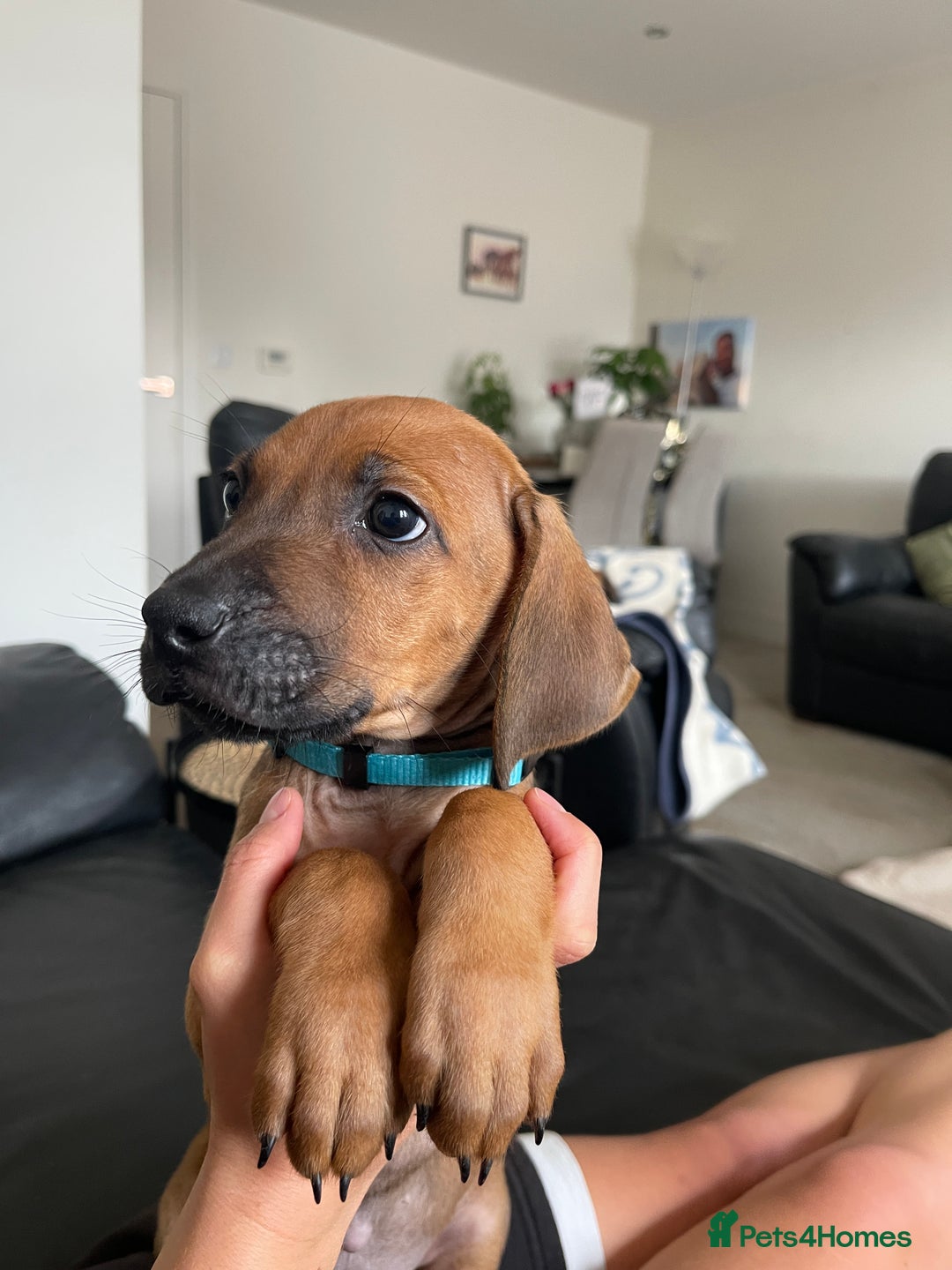 Rhodesian Ridgeback dogs for sale: Pedigree Ridgeback Puppies - READY FOR VIEWING in Scunthorpe - Image 17