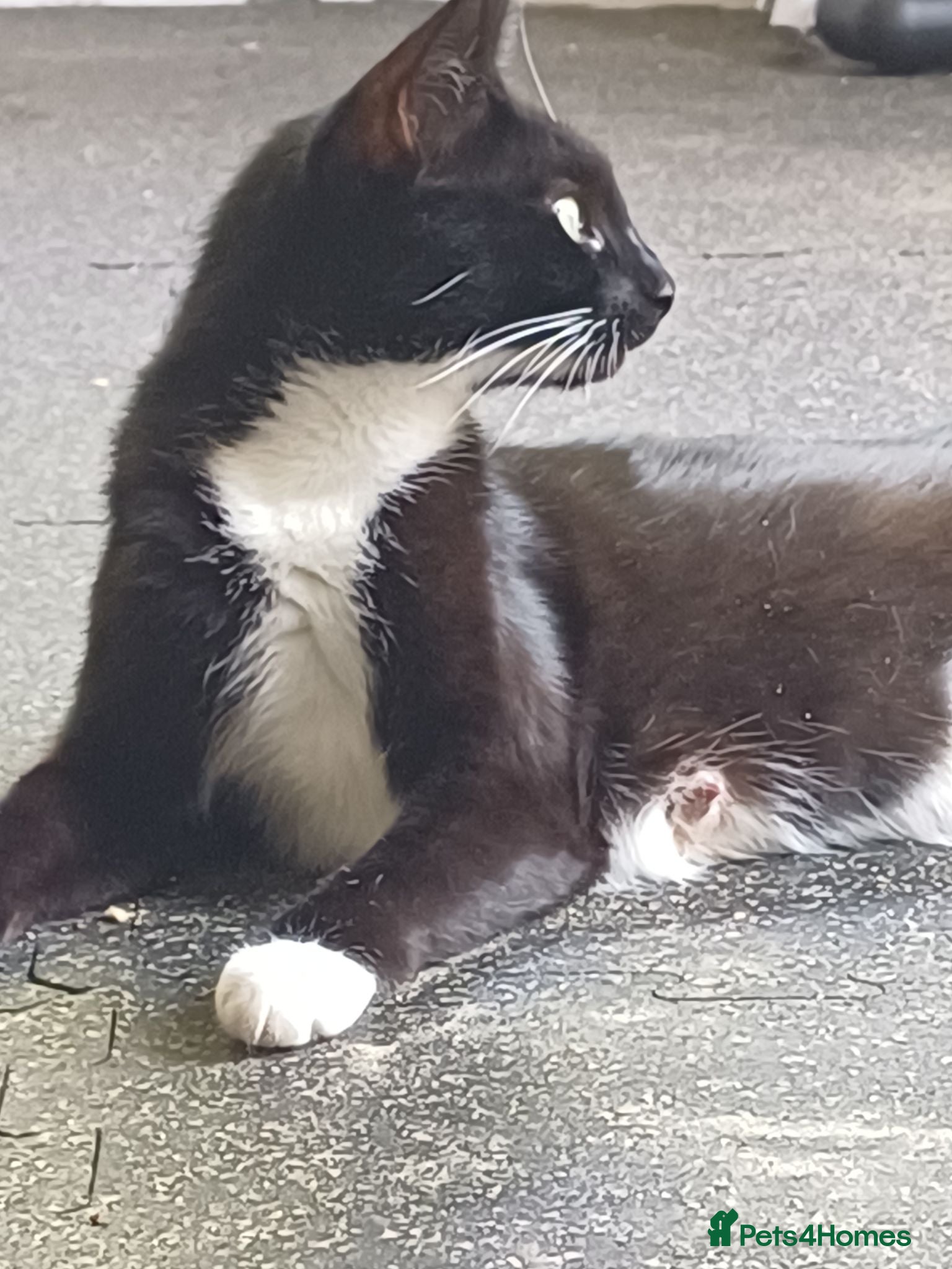 Mixed Breed cats Cute kittens wanting a loving home in 3 weeks - Advert 2