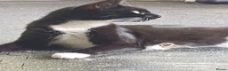 Mixed Breed cats for sale: Cute kittens wanting a loving home in 3 weeks - Advert 2