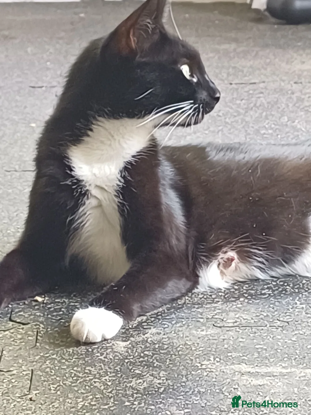 Mixed Breed cats for sale: Cute kittens wanting a loving home in 3 weeks - Advert 2