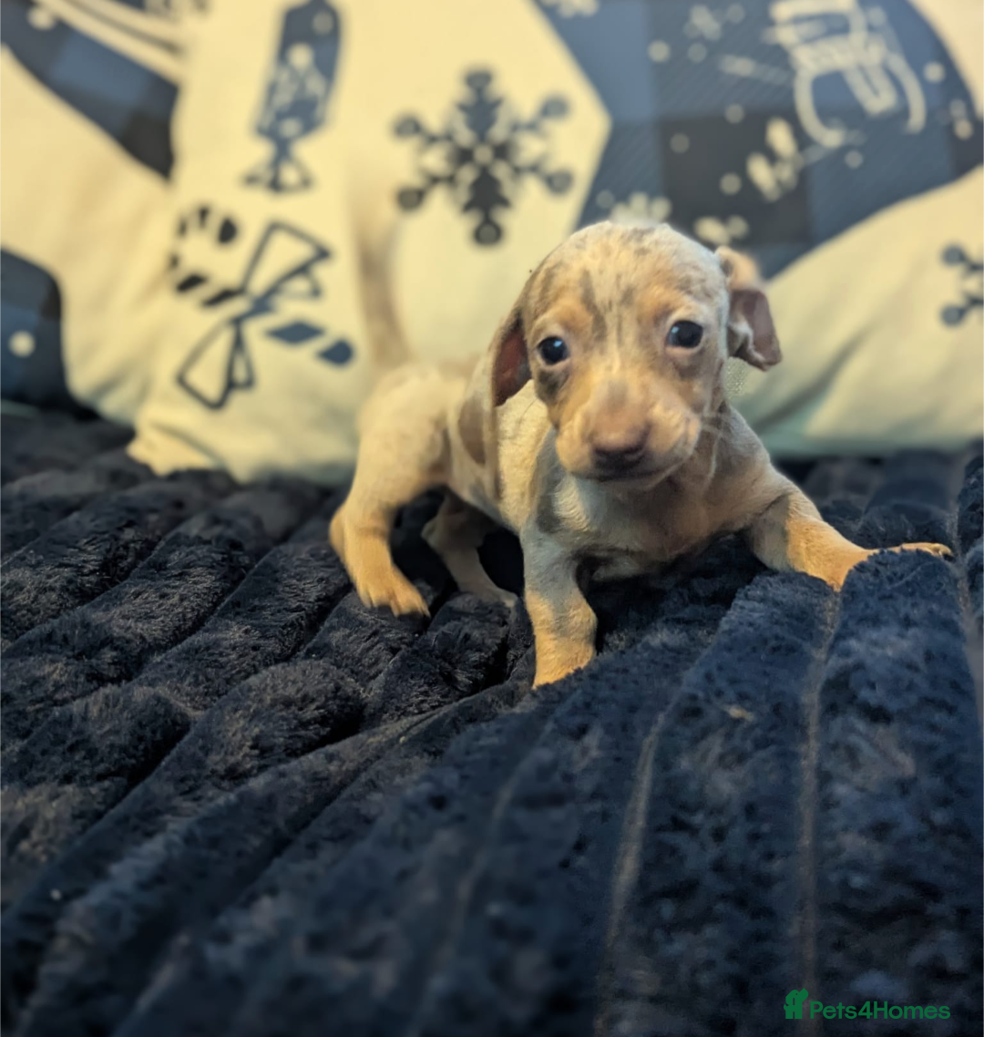 Miniature Dachshund dogs for sale: Miniature dachshund puppies  - Advert 3