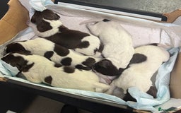 German Shorthaired Pointer dogs for sale: German Shorthaired Pointer Puppies–4 Boys, 1 Girl  - Advert 1