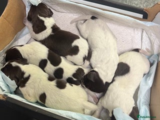 German Shorthaired Pointer dogs for sale: German Shorthaired Pointer Puppies–4 Boys, 1 Girl - Advert 1