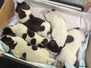 German Shorthaired Pointer dogs German Shorthaired Pointer Puppies–1 Boy, 1 Girl - Advert 10