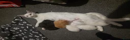 Mixed Breed cats for sale: Kittens looking for new homes 💙❤️ in Northampton - Advert 1