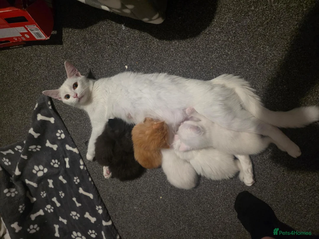 Mixed Breed cats for sale: Kittens looking for new homes 💙❤️ in Northampton - Advert 1