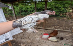 Chickens poultry for sale: FREE - Pure colour pekin bantam cockerels - Image 16