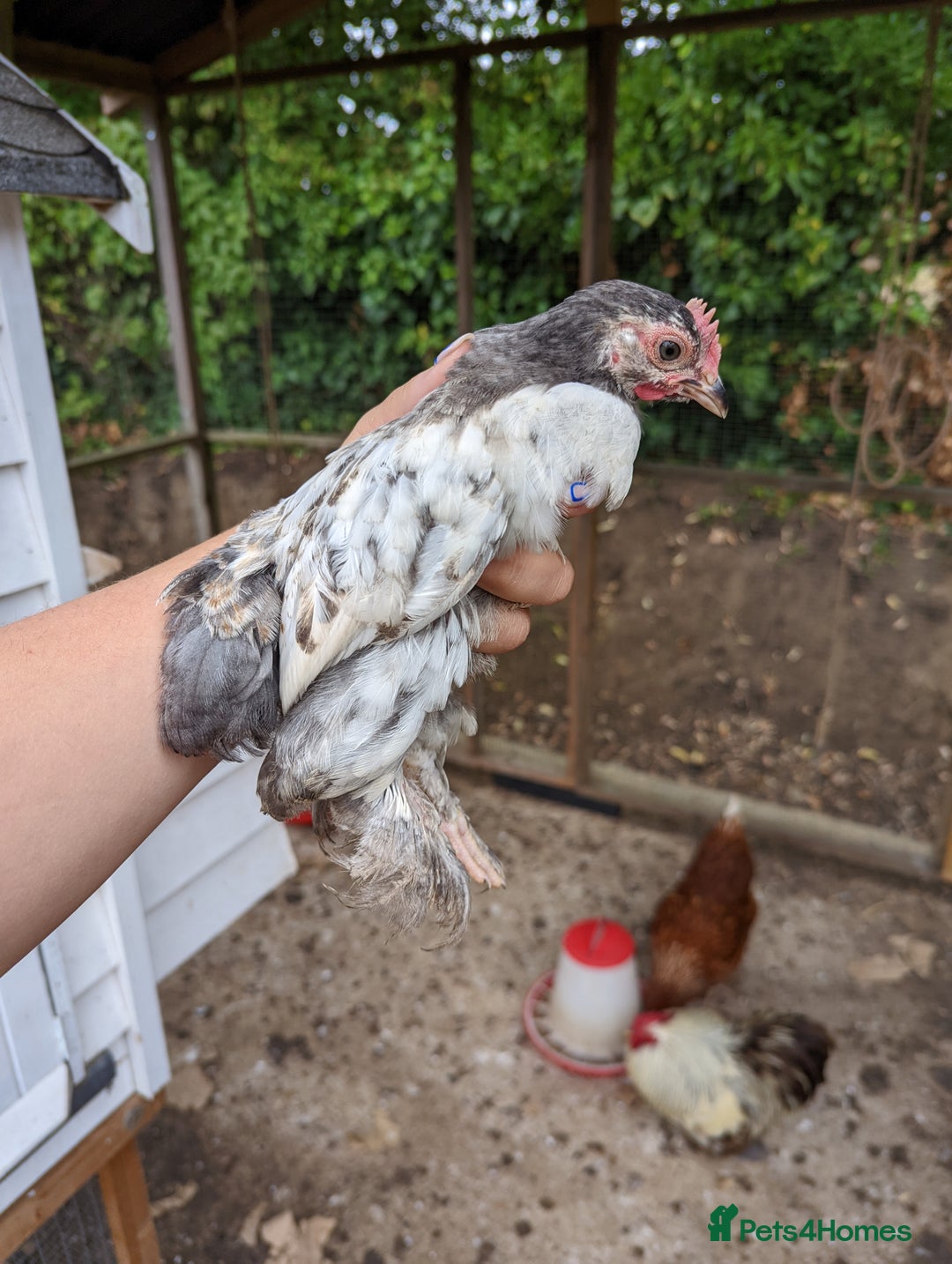 Chickens poultry for sale: FREE - Pure colour pekin bantam cockerels - Image 16