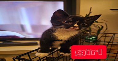 Mixed Breed cats - Advert 6