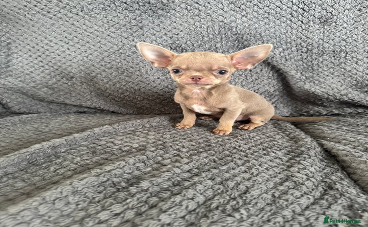 Chihuahua dogs - Advert 7