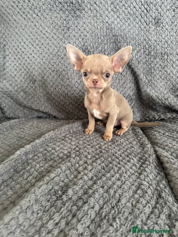 Chihuahua dogs - Advert 10