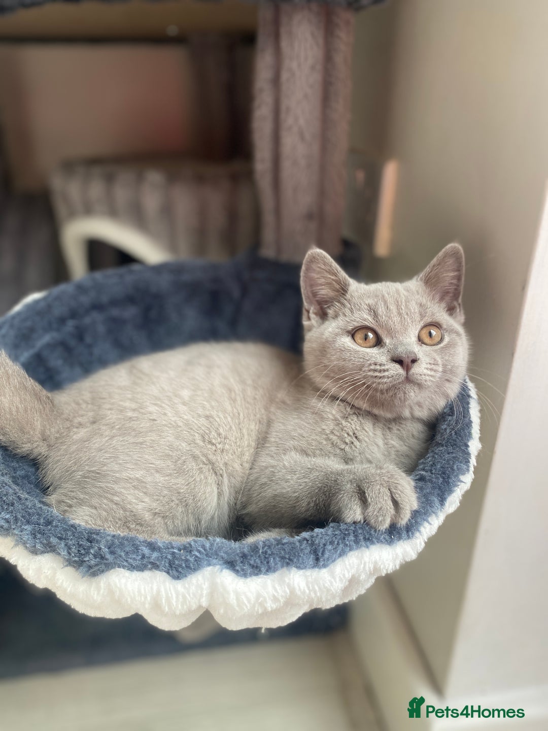 British Shorthair cats for sale: 🐾 TOP QUALLITY LILAC BSH reg GCCF purebred 🐾 - Image 17