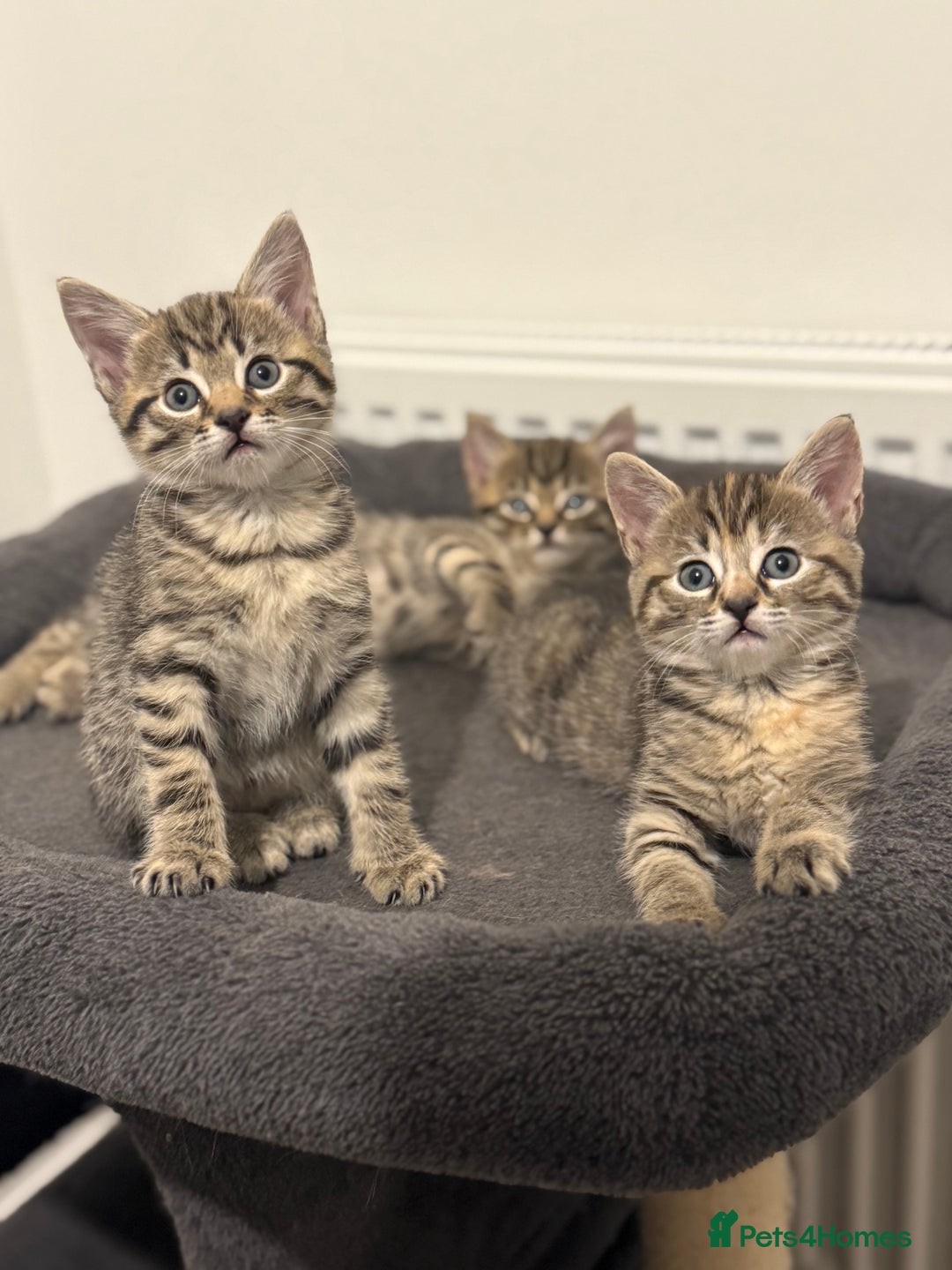 Mixed Breed cats for sale: 4 beautiful tabby kittens for sale  - Image 1
