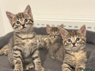 Mixed Breed cats - Advert 1