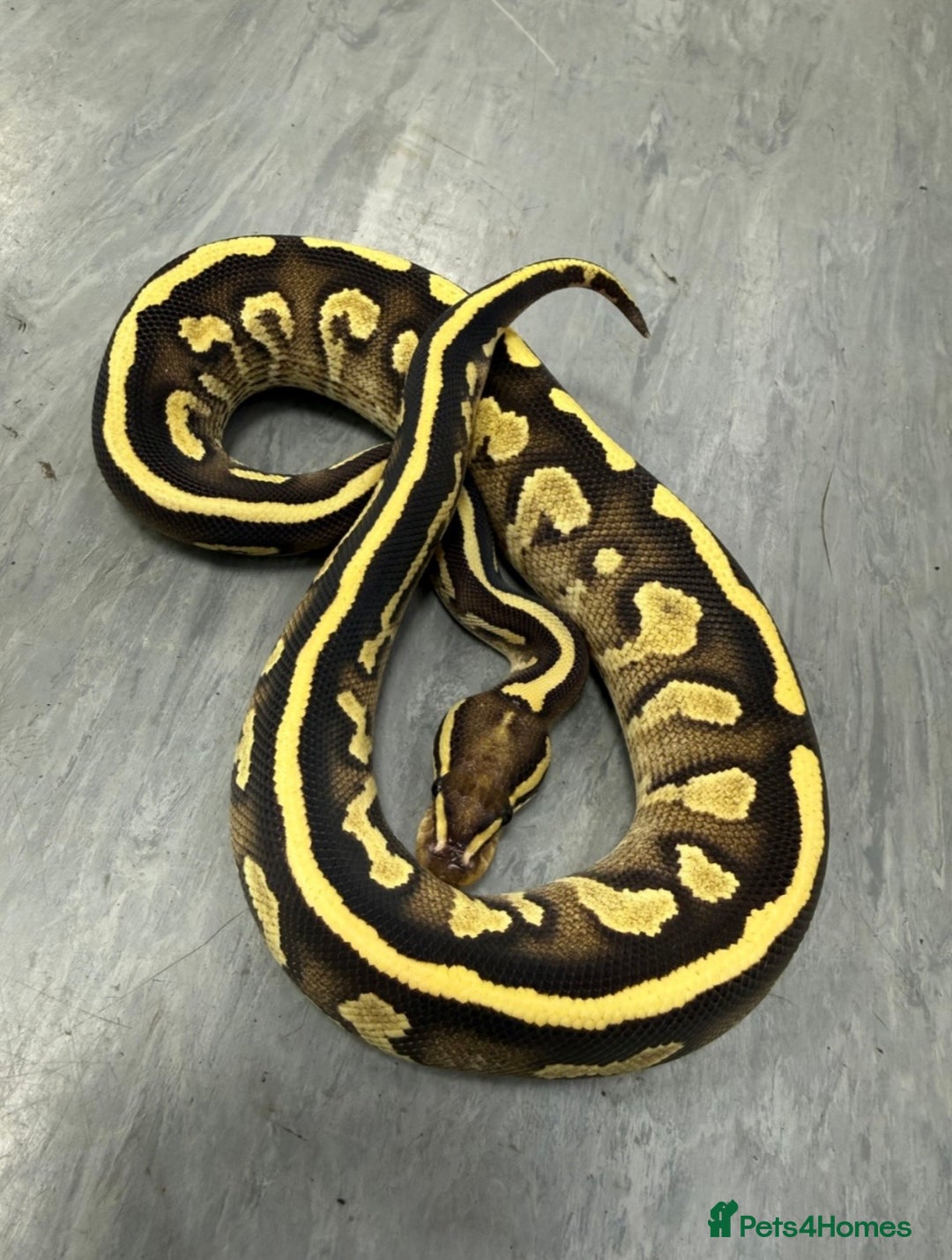 Python Snake reptiles for sale: Royal pythons  - Advert 12