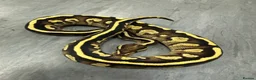 Python Snake reptiles for sale: Royal pythons  - Advert 12