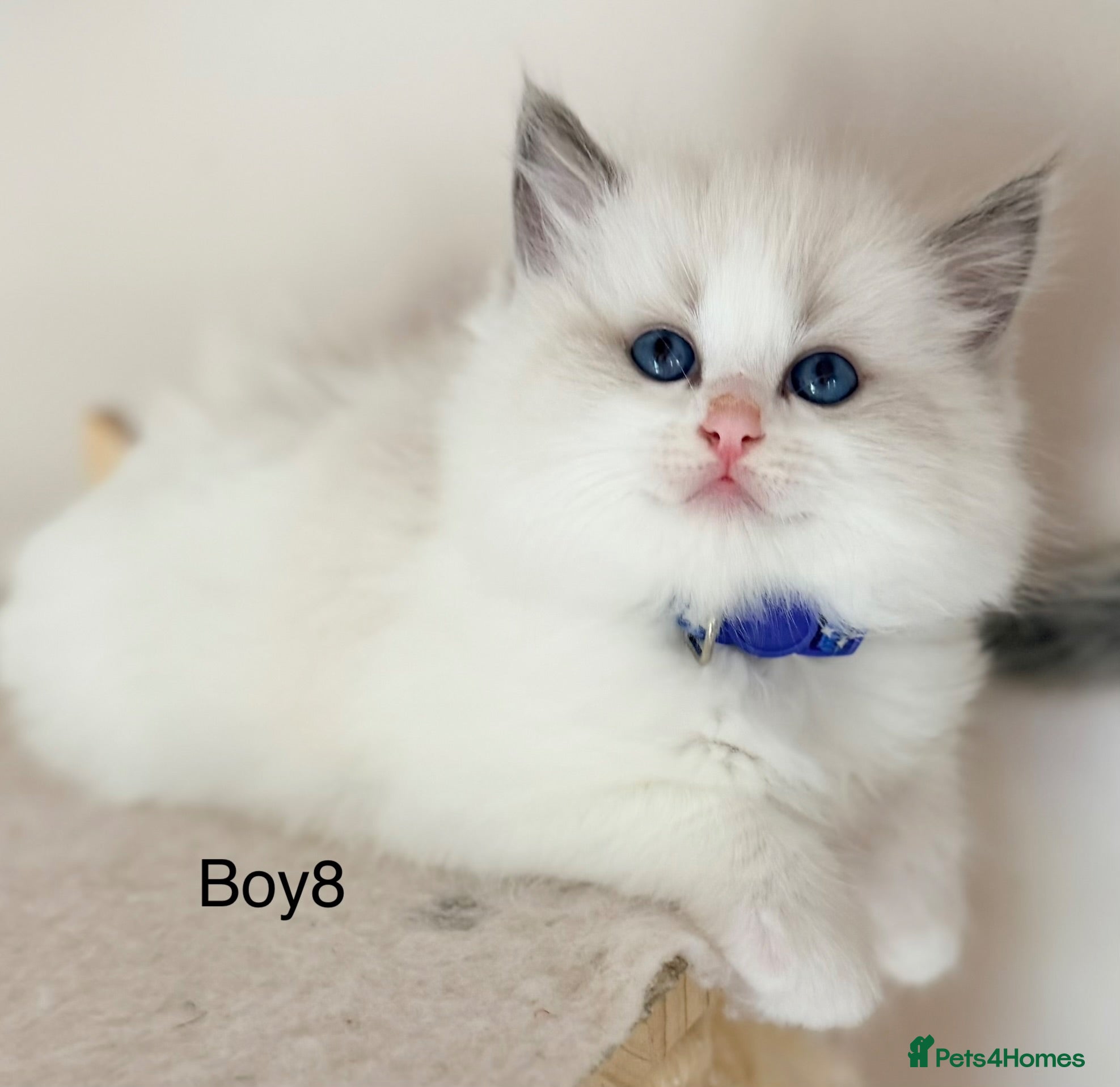 Ragdoll cats Elite TICA Ragdoll Kittens from Champion Lines  - Advert 1