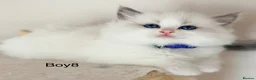 Ragdoll cats for sale: Stunning Champion bloodline TICA Ragdoll kittens - Advert 9