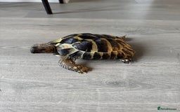 Tortoise reptiles for sale: Hermanns Tortoise - Image 1