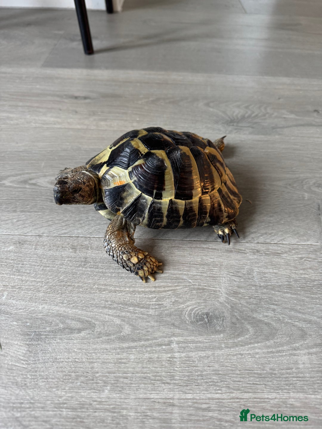 Tortoise reptiles for sale: Hermanns Tortoise - Image 1