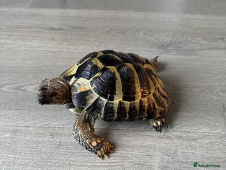 Tortoise reptiles - Advert 30