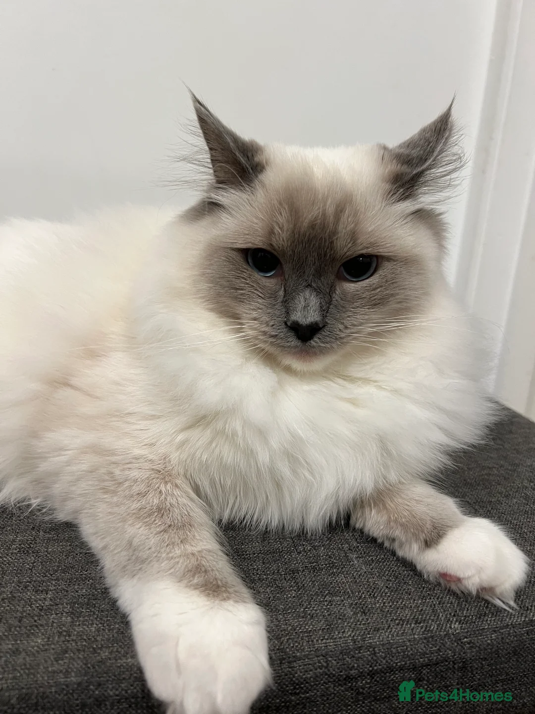 Ragdoll cats for sale: Ragdoll kitten – 7 months old - Advert 3