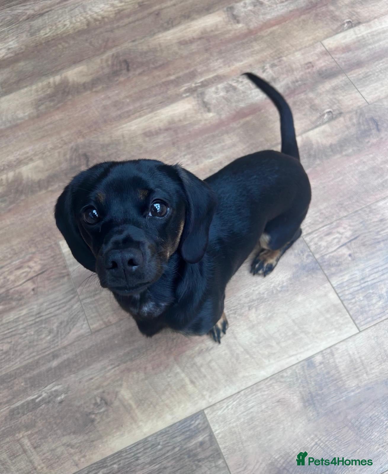 Mixed Breed dogs 1 year old dachshund cross pug for sale  - Advert 1