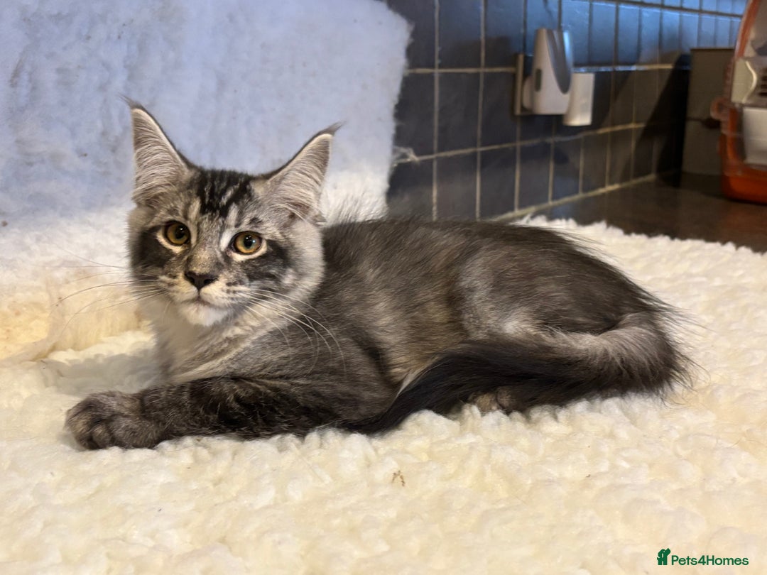 Maine Coon cats for sale: 3 Stunning Maine Coon Boys Ready To Go Now!!! - Image 5