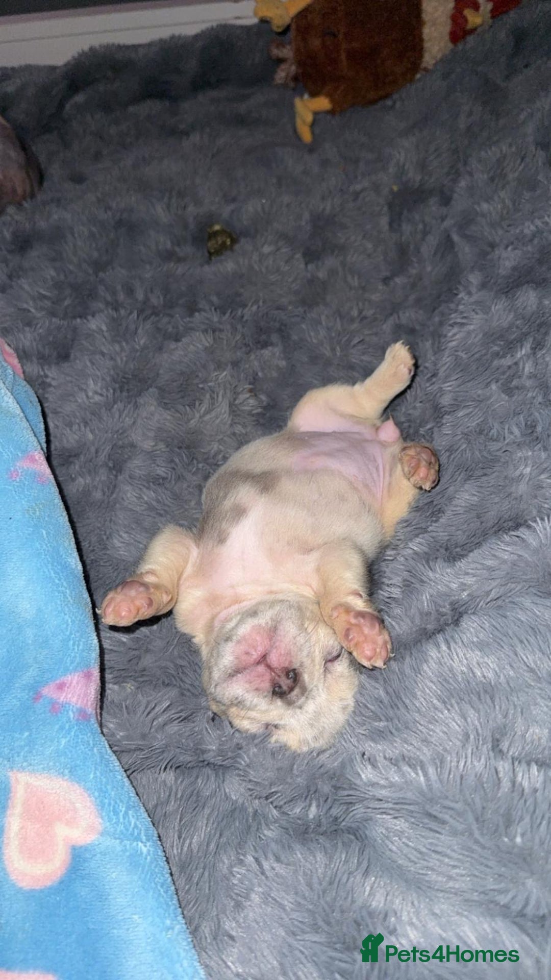 French Bulldog dogs for sale: Fluffy Carrier Girl - Advert 14