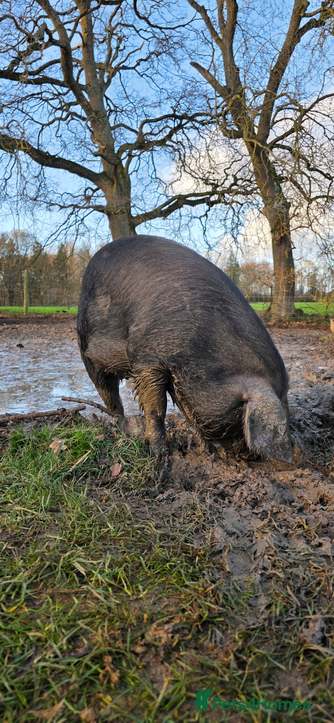 Pig livestock for sale: Two large black sows - Advert 2