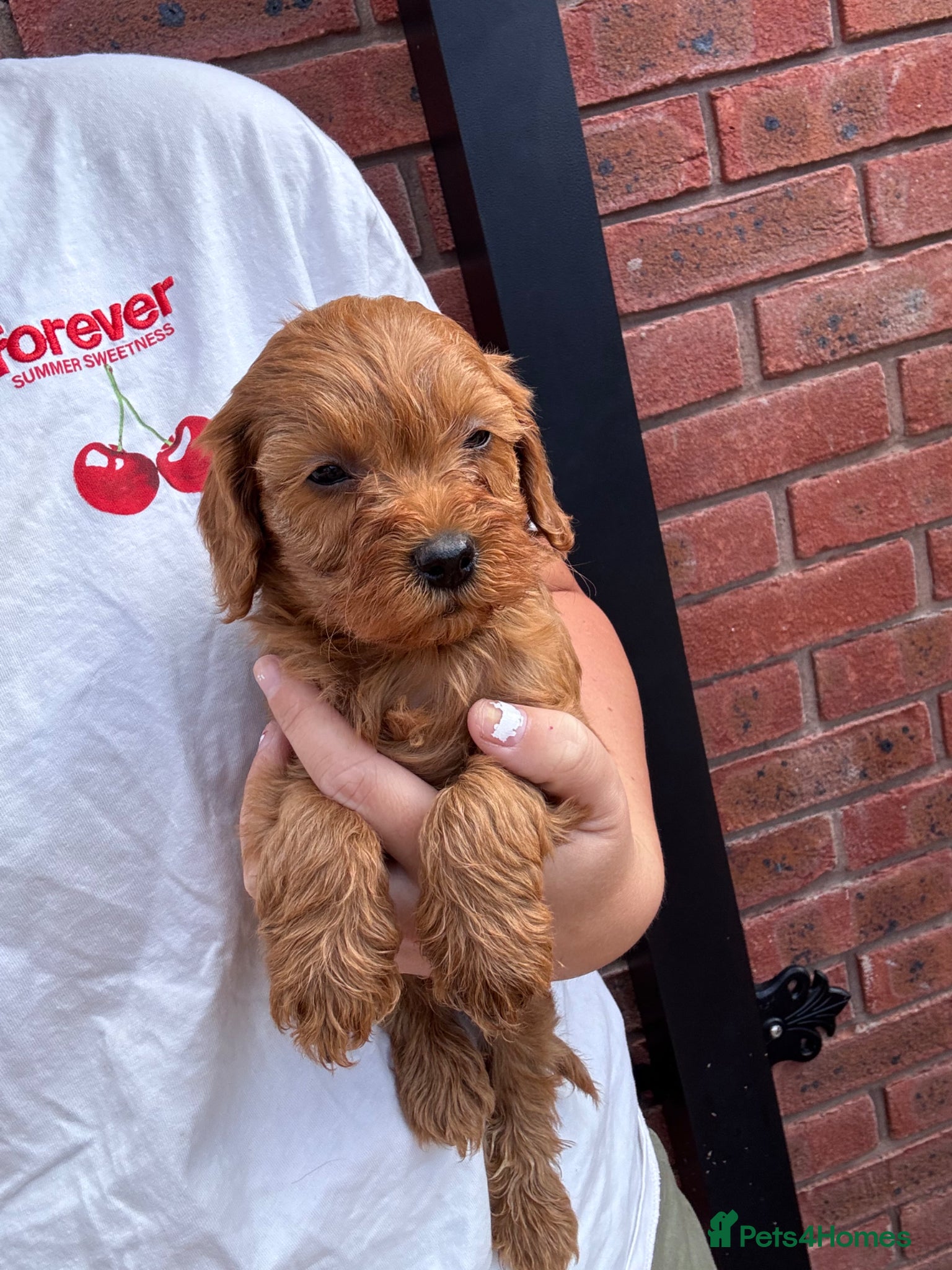 Cavapoo dogs Deep red cavapoos - Advert 1