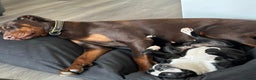 Dobermann dogs for sale: Doberman Girl – Adoption to Loving Home - Advert 2