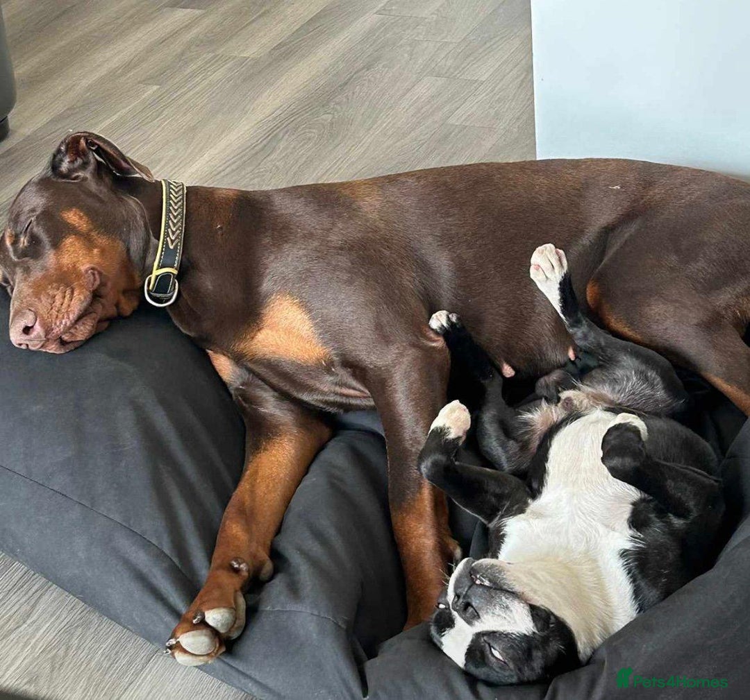 Dobermann dogs for sale: Doberman Girl – Adoption to Loving Home - Advert 2