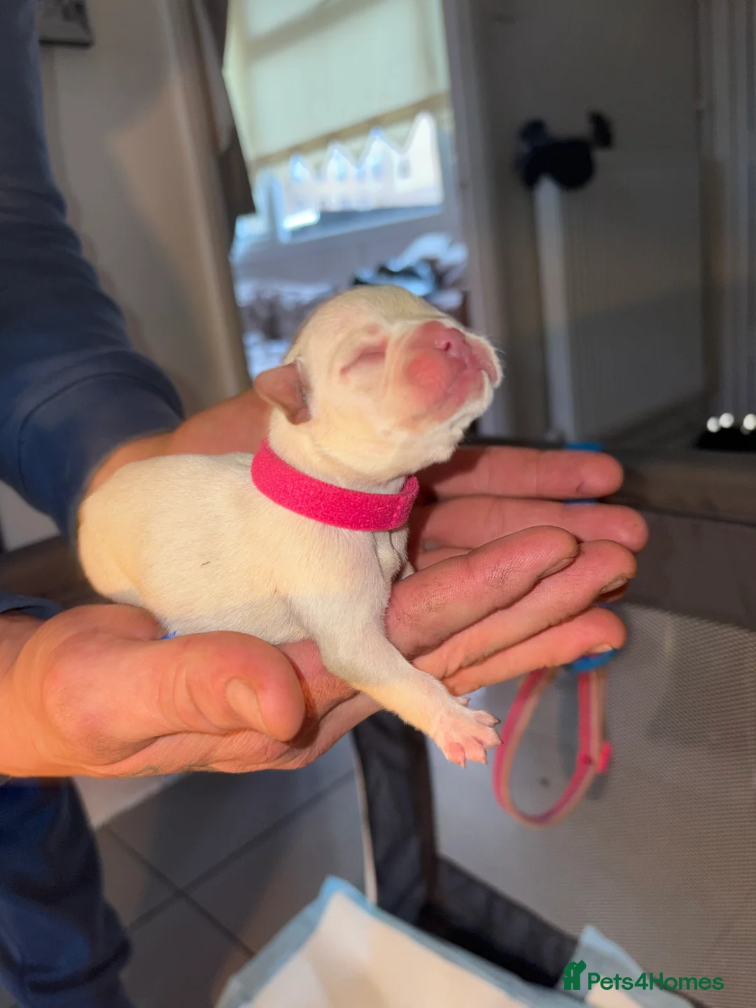 French Bulldog dogs for sale: Kc registered French bulldog puppies - Advert 10