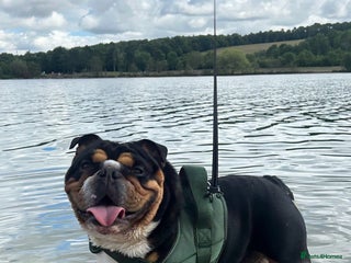 English Bulldog dogs - Advert 18