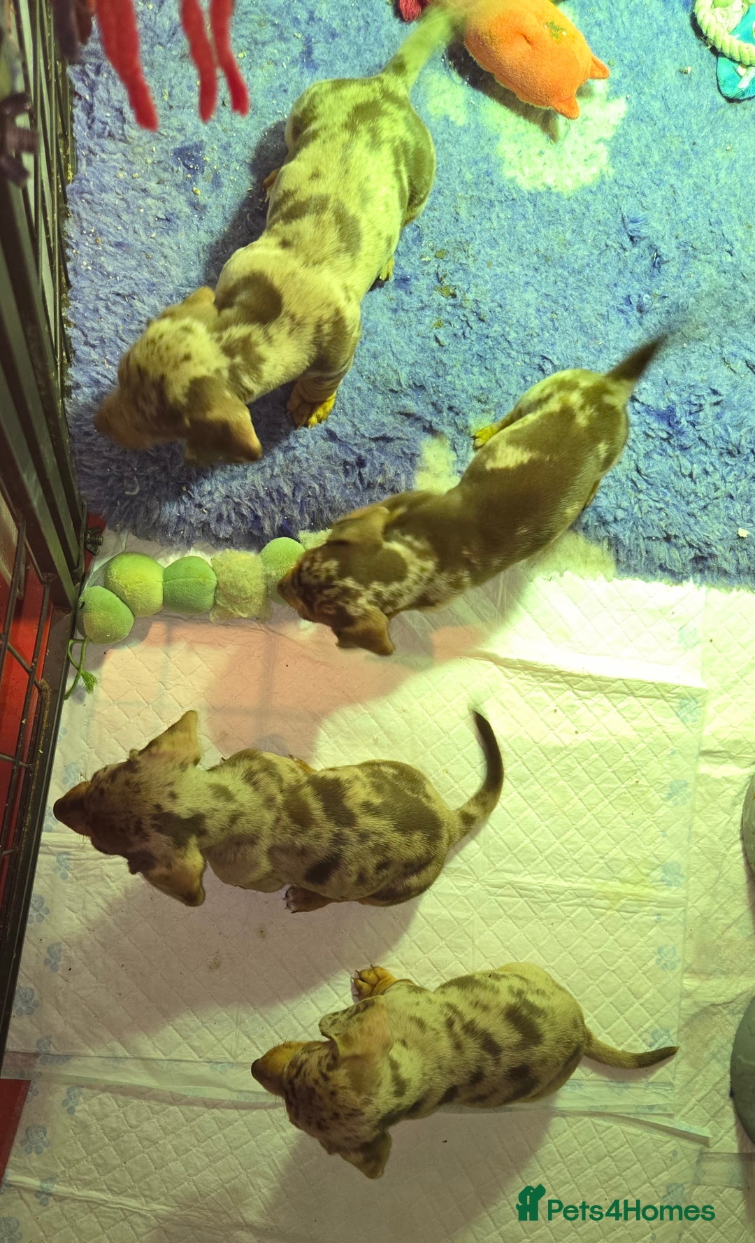 Miniature Dachshund dogs for sale: dapple pups - Image 11