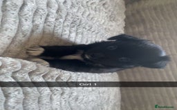 Mixed Breed dogs for sale: Beautiful chi-jack puppies🐕ready to leave🐕 - Image 5