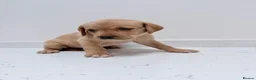 Labrador Retriever dogs for sale: Bitches available from litter of 7 - Advert 5