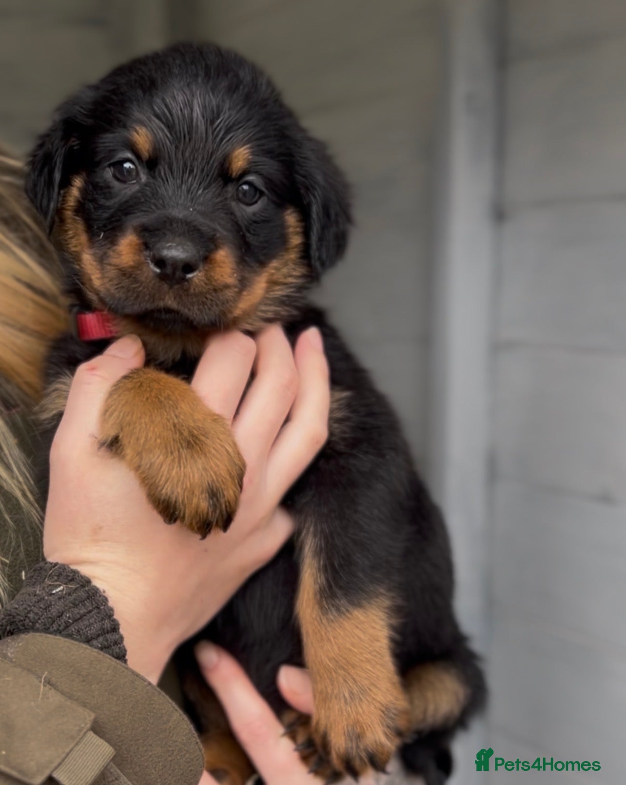 Rottweiler dogs Gorgeous last female Rottweiler - Advert 2