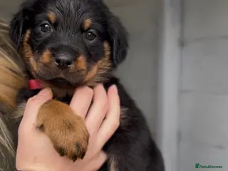 Rottweiler dogs Gorgeous last female Rottweiler - Advert 2