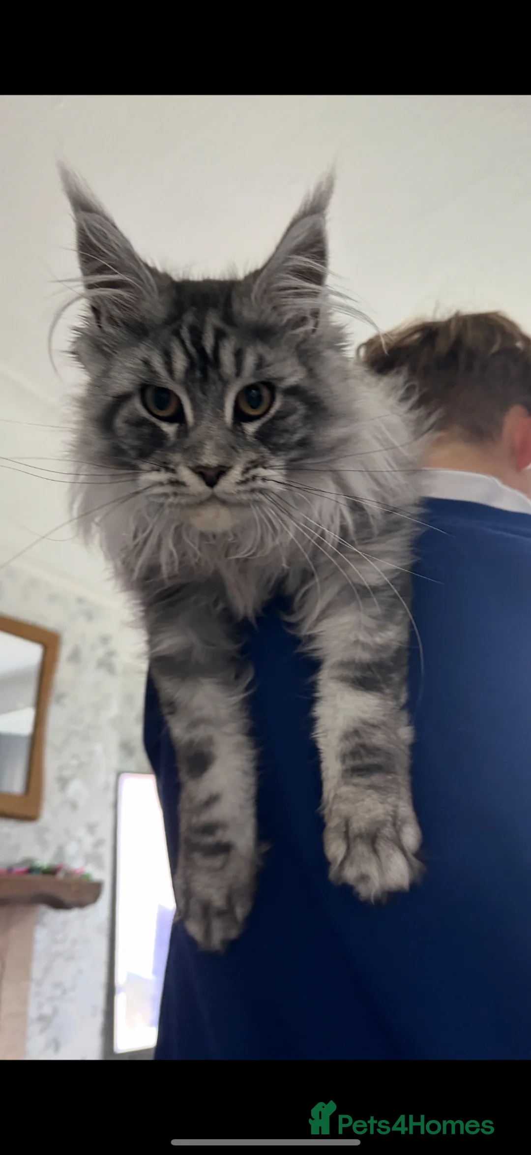 Maine Coon cats for sale: 5 Stunning Maine Coon Kittens Tica Registered  - Advert 2